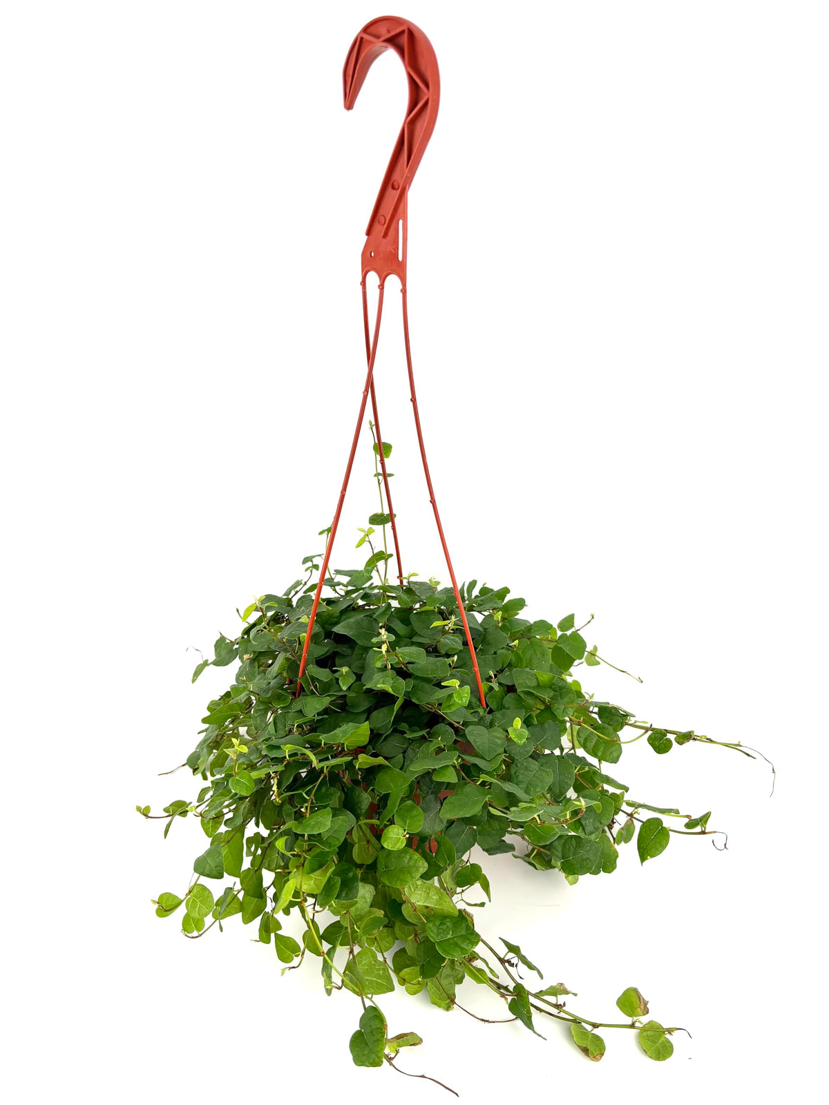 Hanging green ficus pumila plant with a red hook on a white background