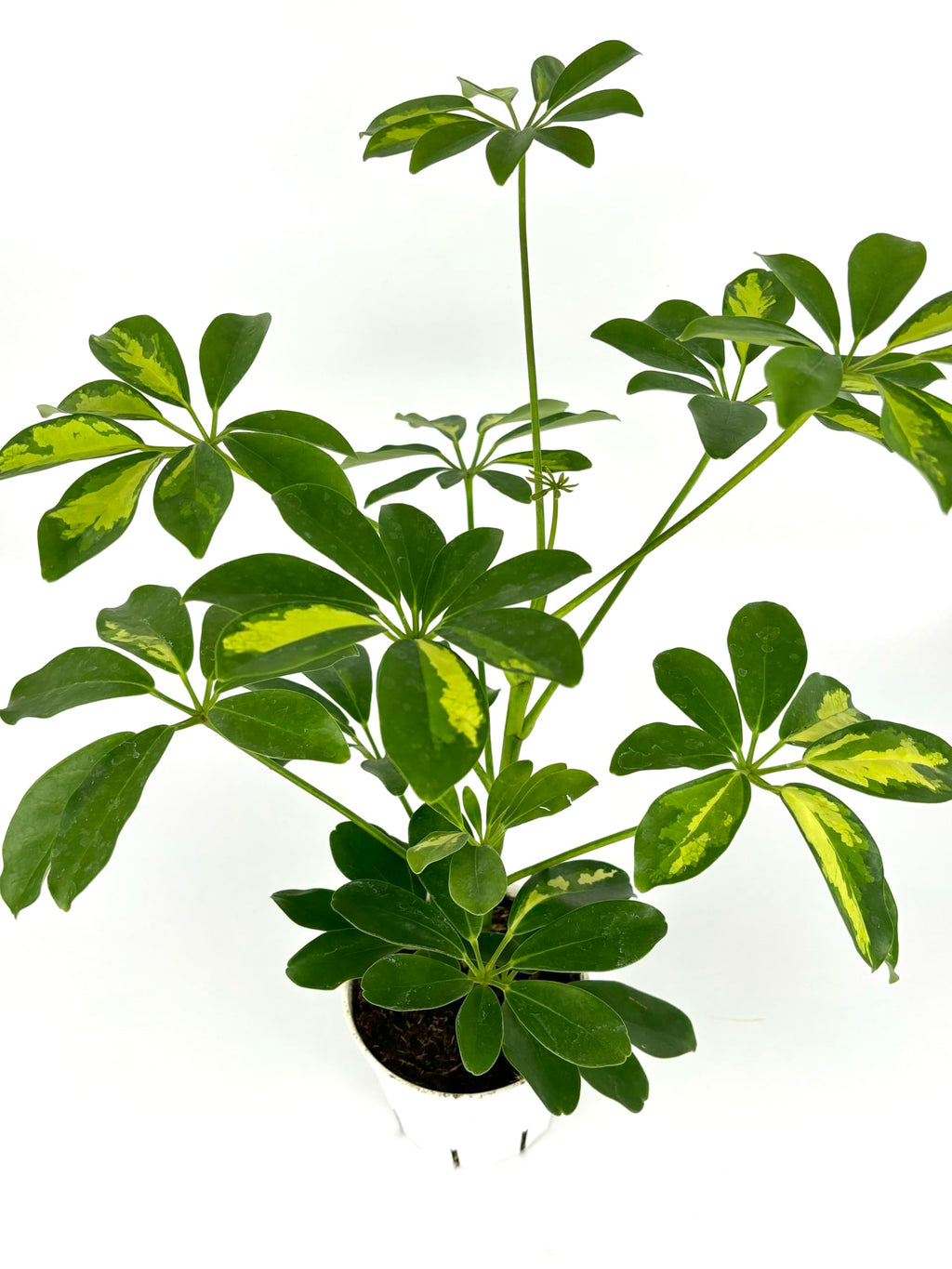 Potted plant with green leaves on a white background