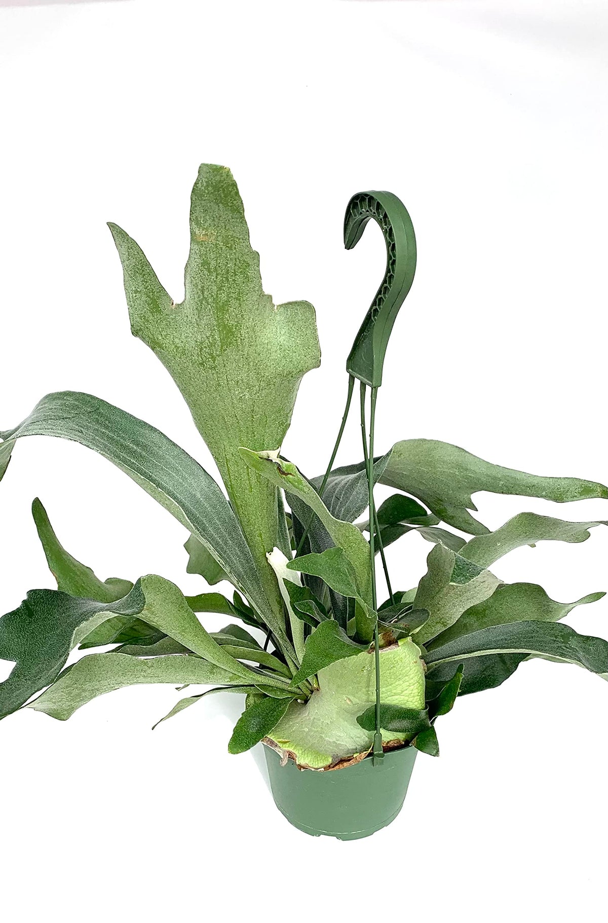 Green potted fern plant with a white background