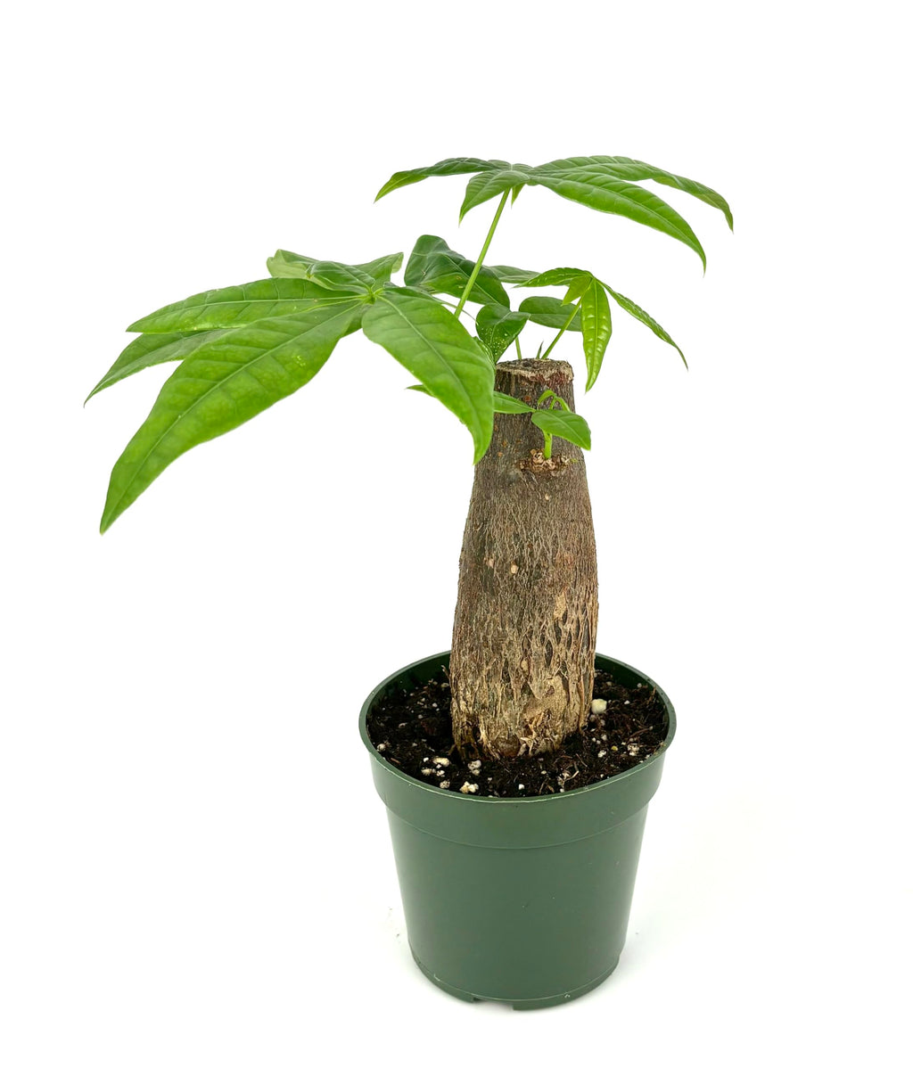 Potted plant with a textured stem on a white background