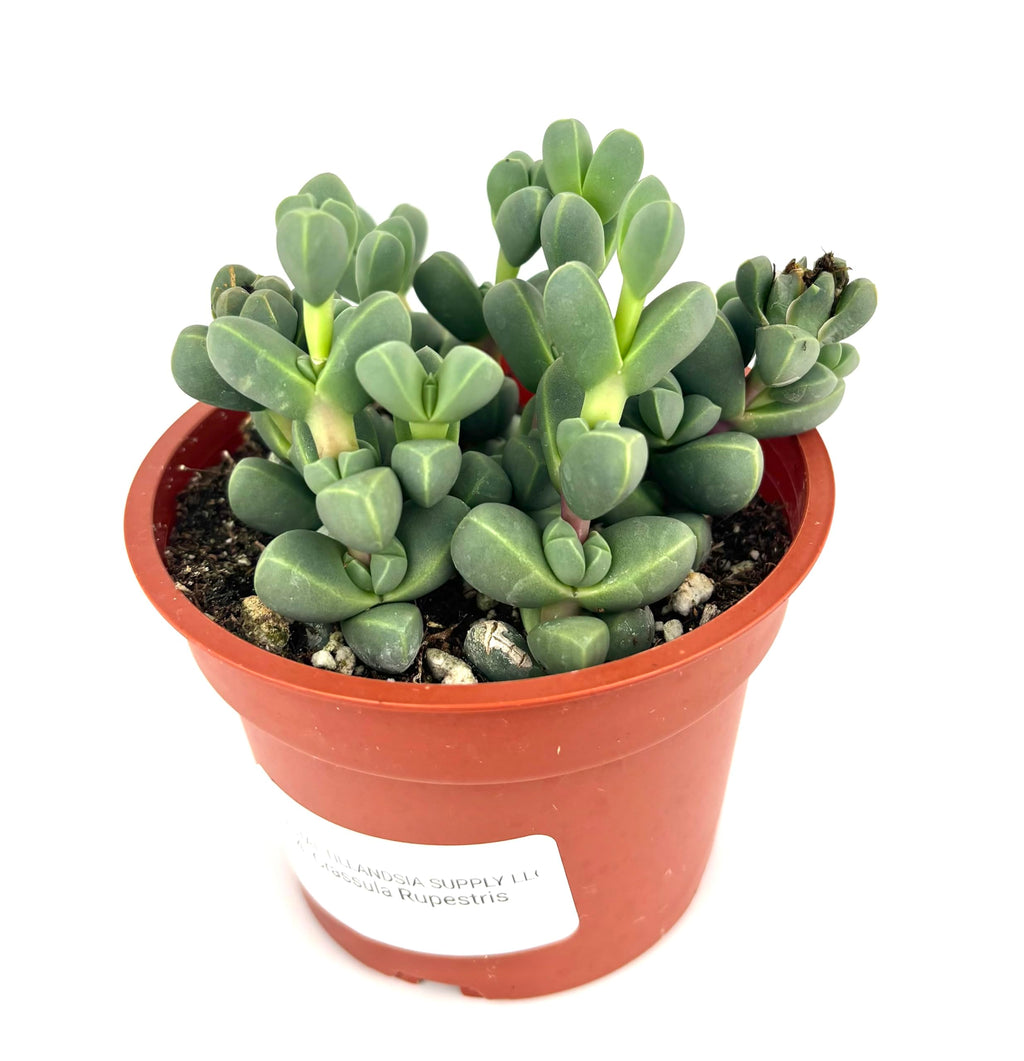 Potted Corpuscularia lehmannii succulent plant with a white label on a white background