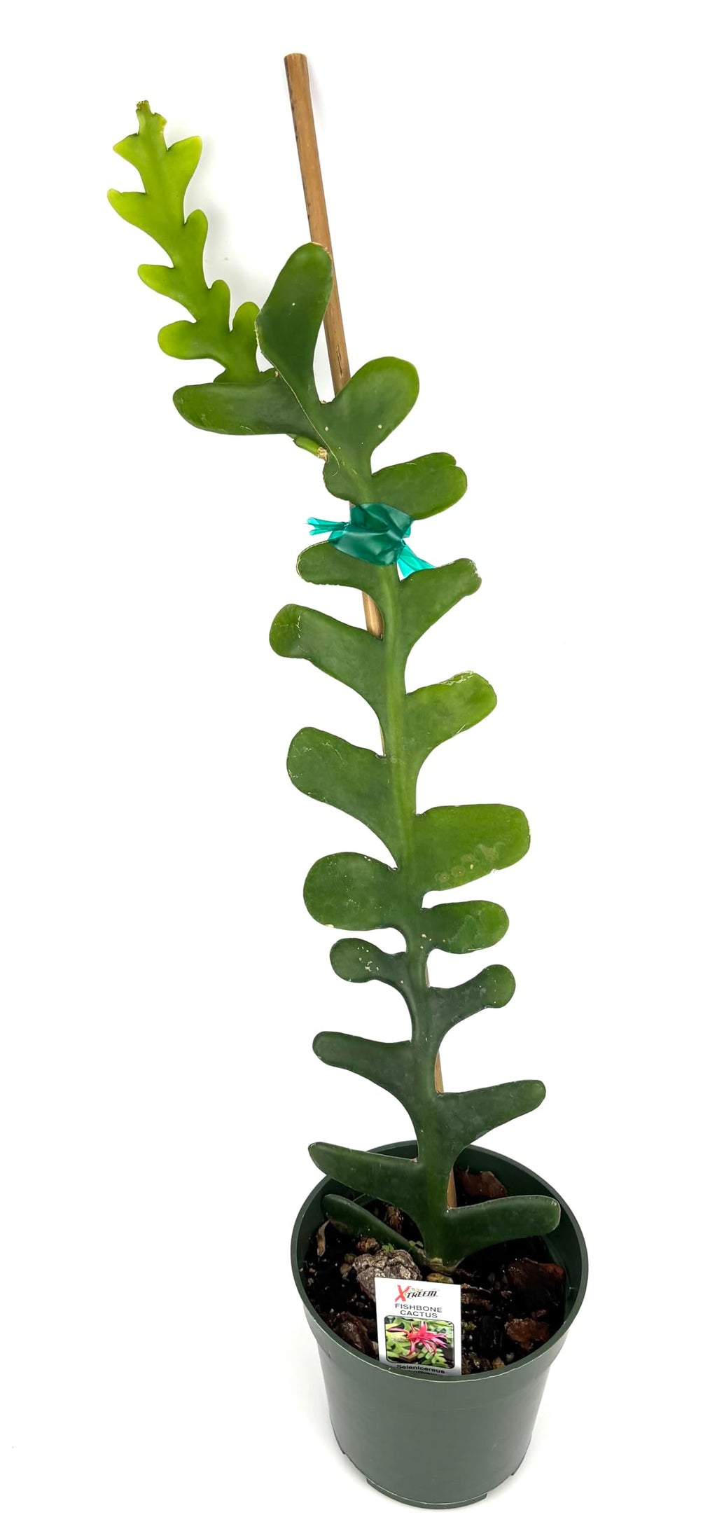 Potted fishbone plant with a white background