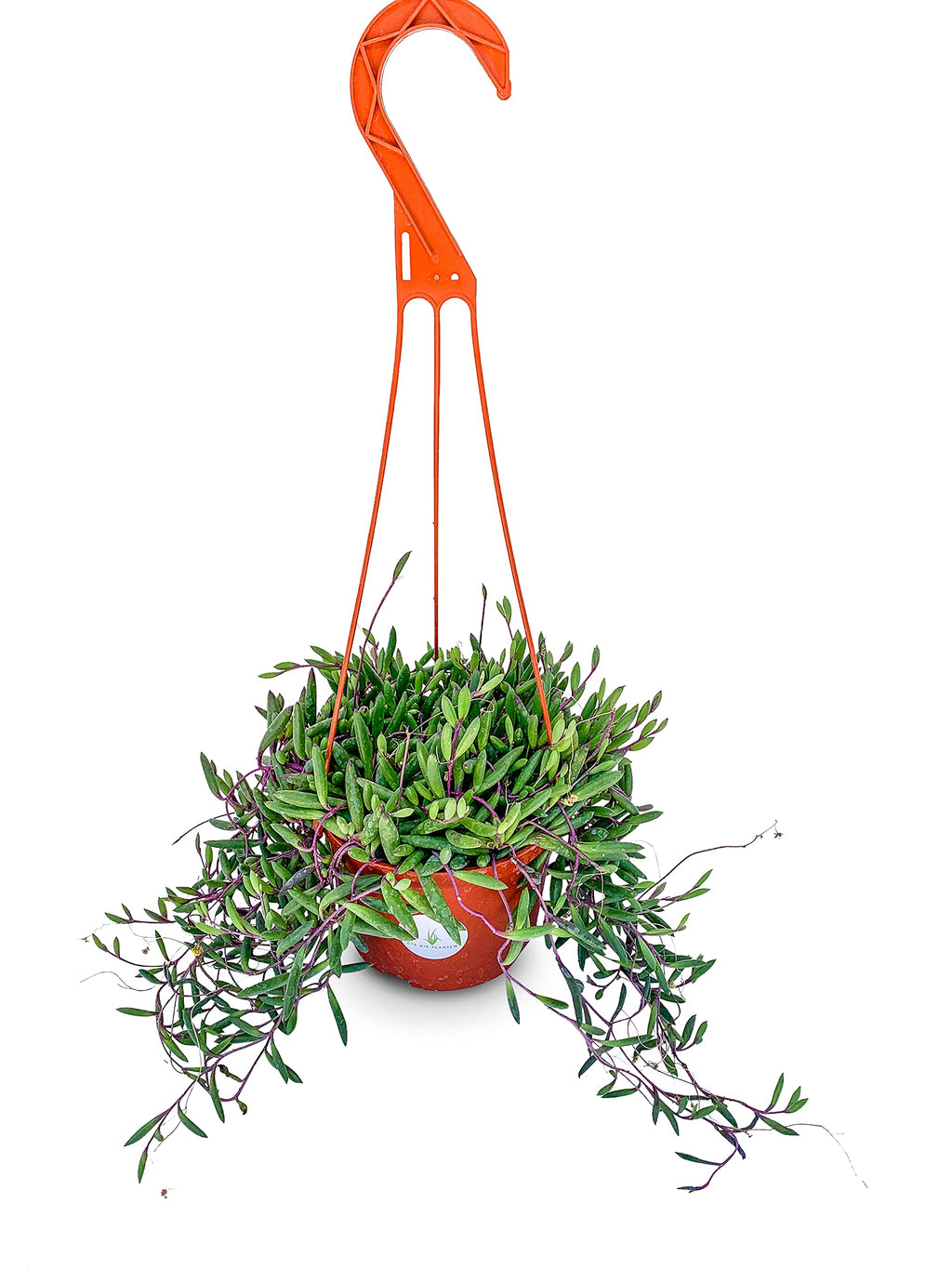 Hanging String of Pickles plant with green leaves in a red pot on an orange hanging basket stand against a white background