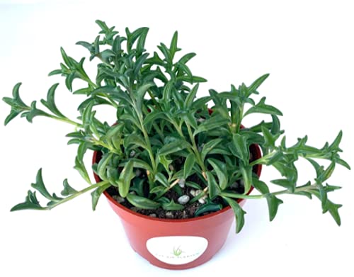 Potted String of Dolphins plant with green leaves in a red pot on a white background