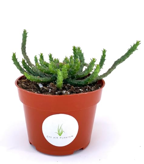 Potted Medusa Head Euphorbia plant with a visible label on a white background