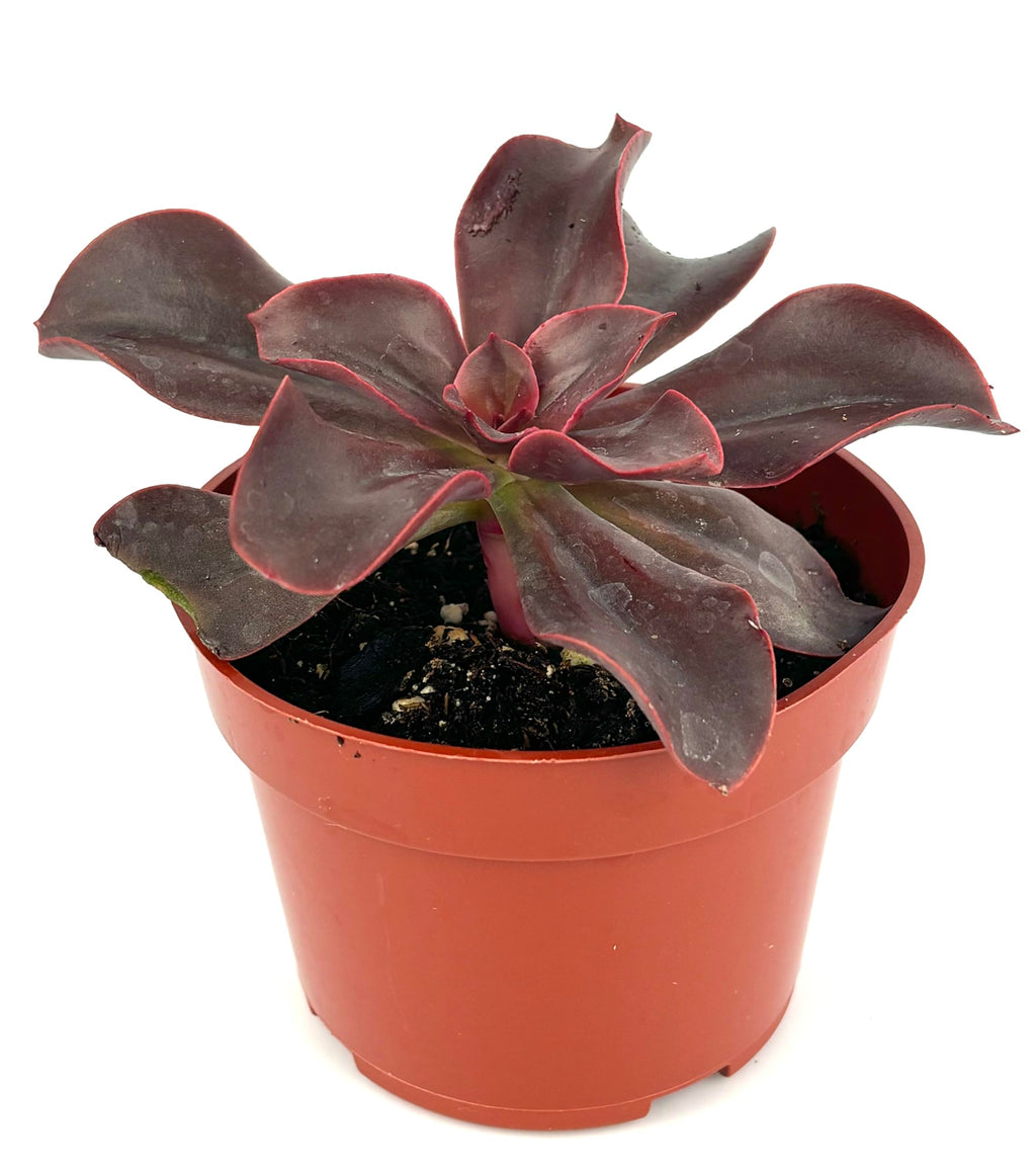 Potted Red Barron Echeveria plant with dark green leaves in a terracotta pot on a white background