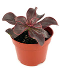 Potted Red Barron Echeveria plant with dark green leaves in a terracotta pot on a white background