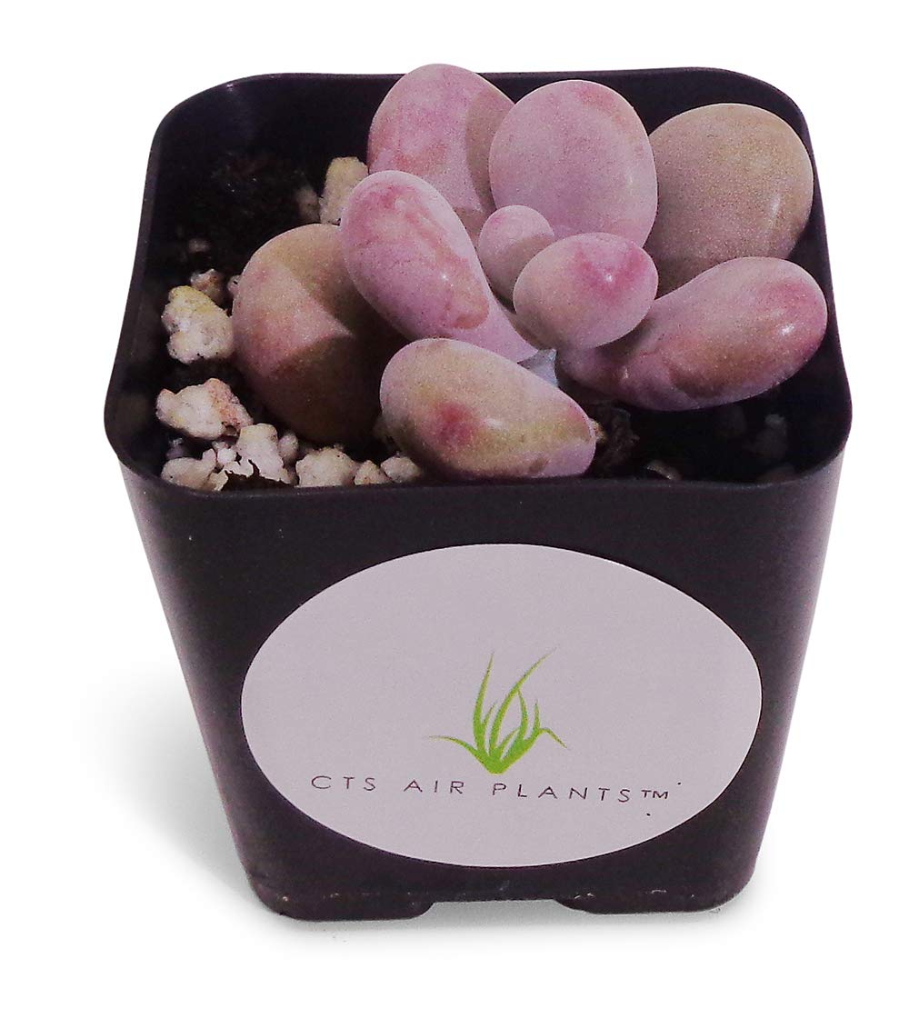 Pink Moonstone succulent plant in a black pot with CTS Air Plants logo on a white background