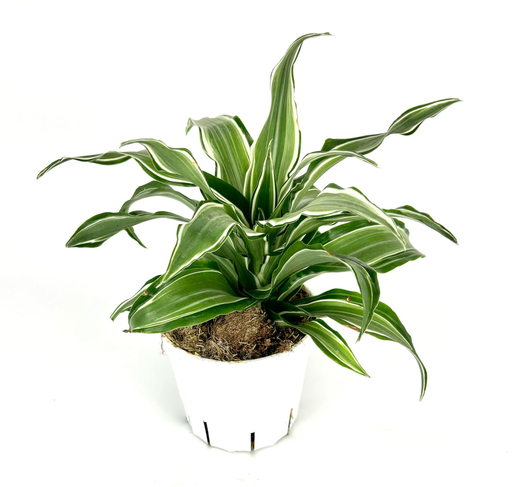 Potted plant with green leaves on a white background