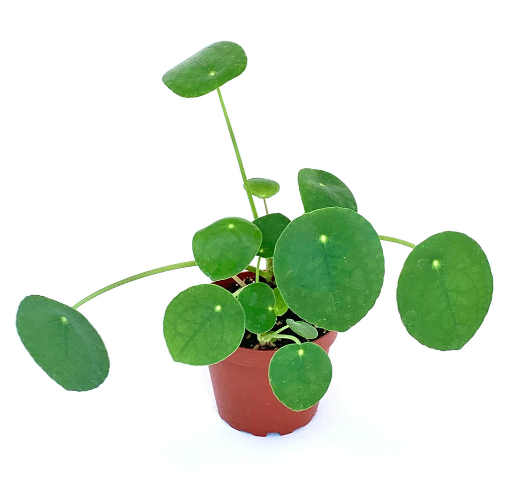 Chinese Money Plant with round green leaves on long stems in a terracotta nursery pot

