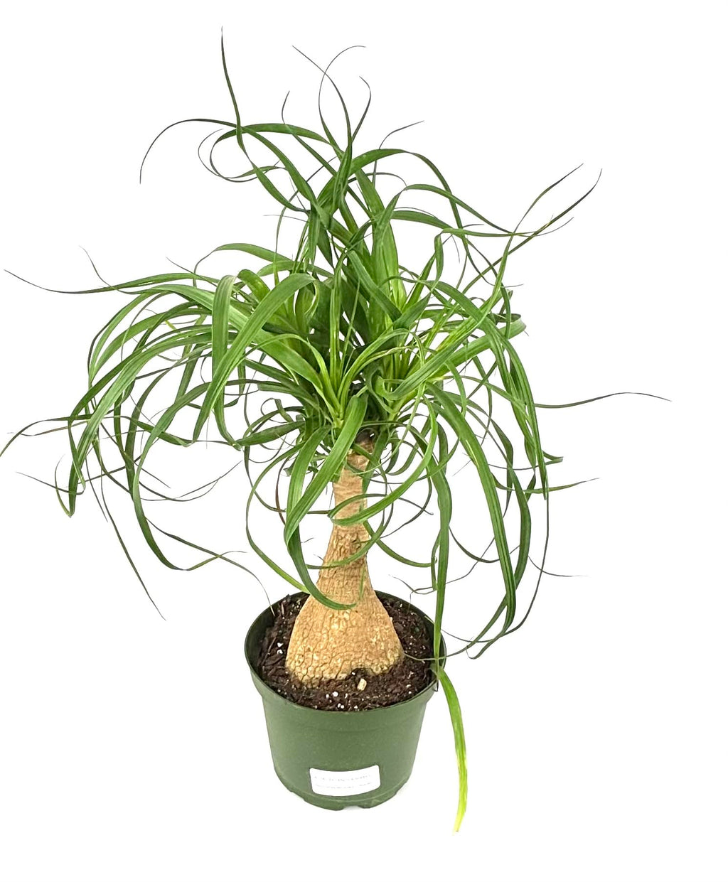 Potted plant with long green leaves on a white background
