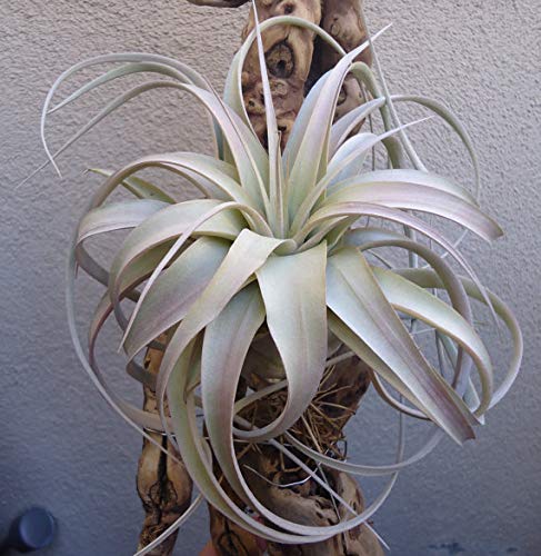 Tillandsia Xerographica Med/Lg Air Plants CTS Air Plants 4"-6"