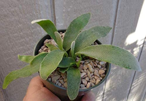 Staghorn Fern Platycerium 'Netherlands' Rooted in 4" Pot