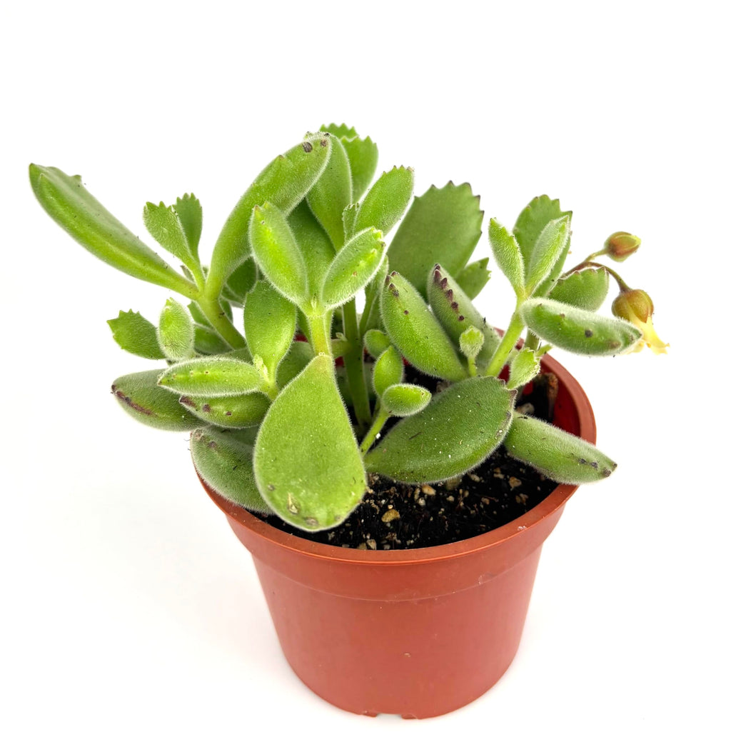 Bear Claws Succulent Cotyledon Tomentosa, Live Plant, 4" Pot, Green Fuzzy Leaves