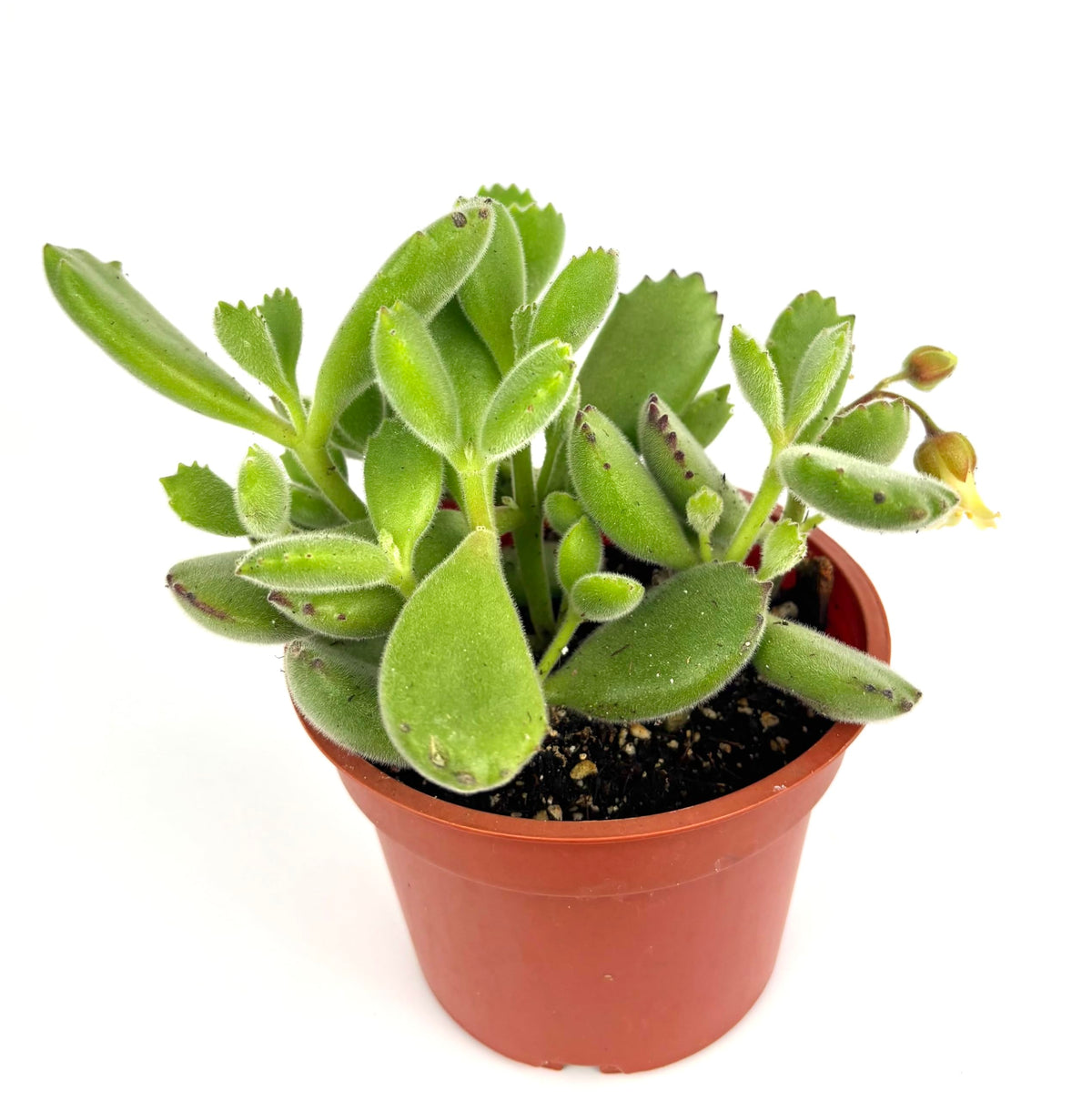 Bear Claws Succulent Cotyledon Tomentosa, Live Plant, 4" Pot, Green Fuzzy Leaves