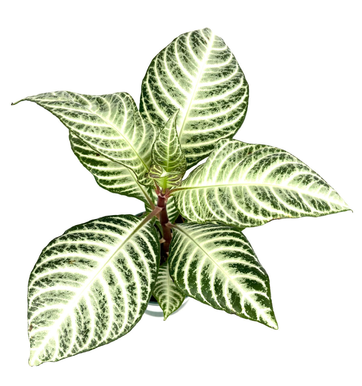 Green and white patterned leaf aphelandra zebra plant on a white background
