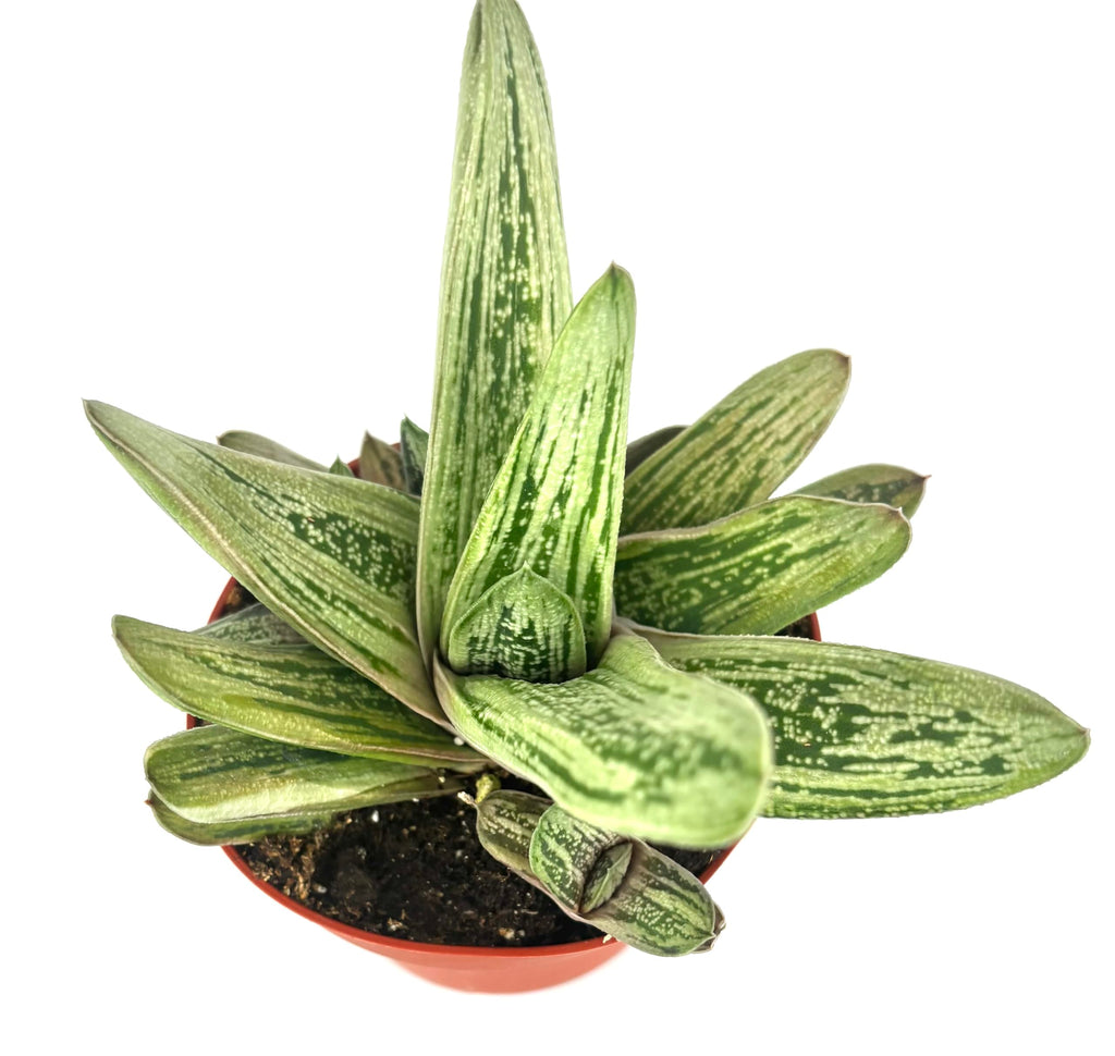 Gasteria Little Warty Ox Tongue Succulent, Green, 4" Pot, Low Maintenance Indoor Plant