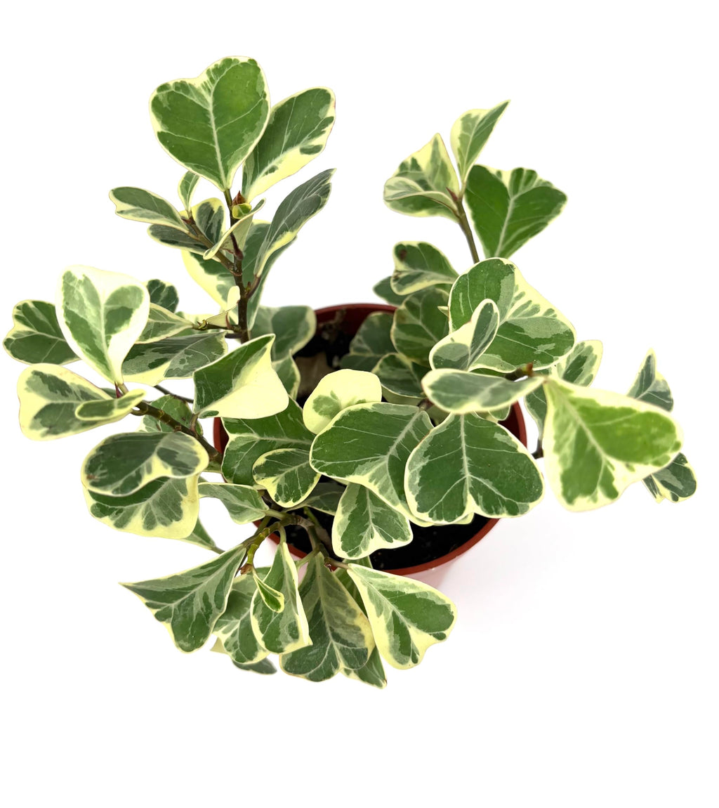 Potted plant with green and yellow leaves on a white background