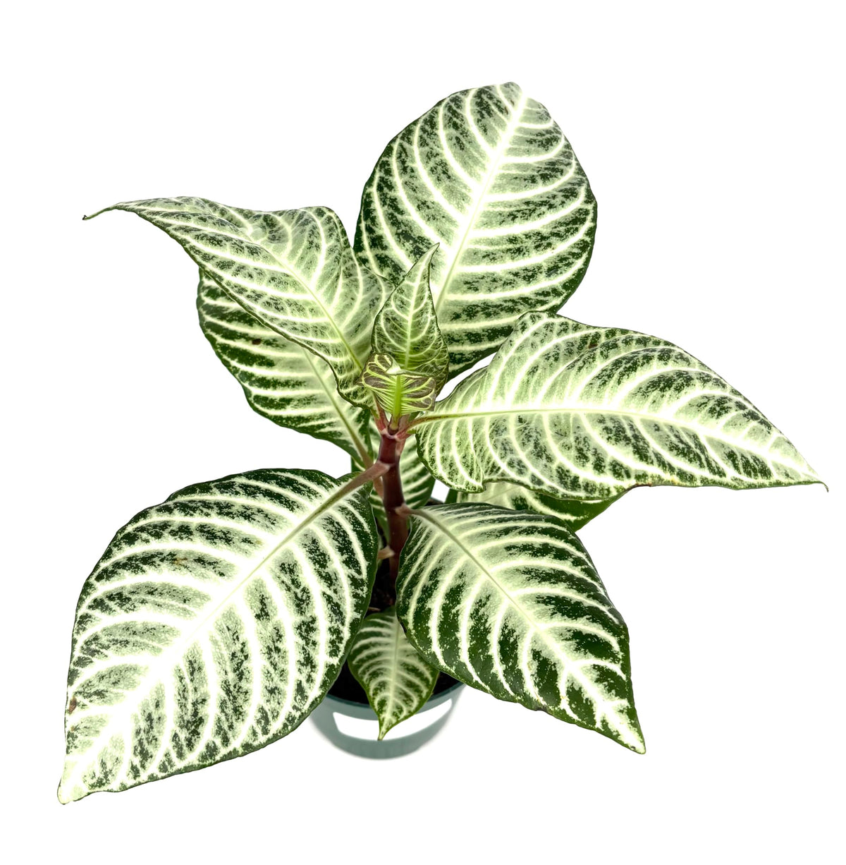 Variegated green and white leaves on a white background