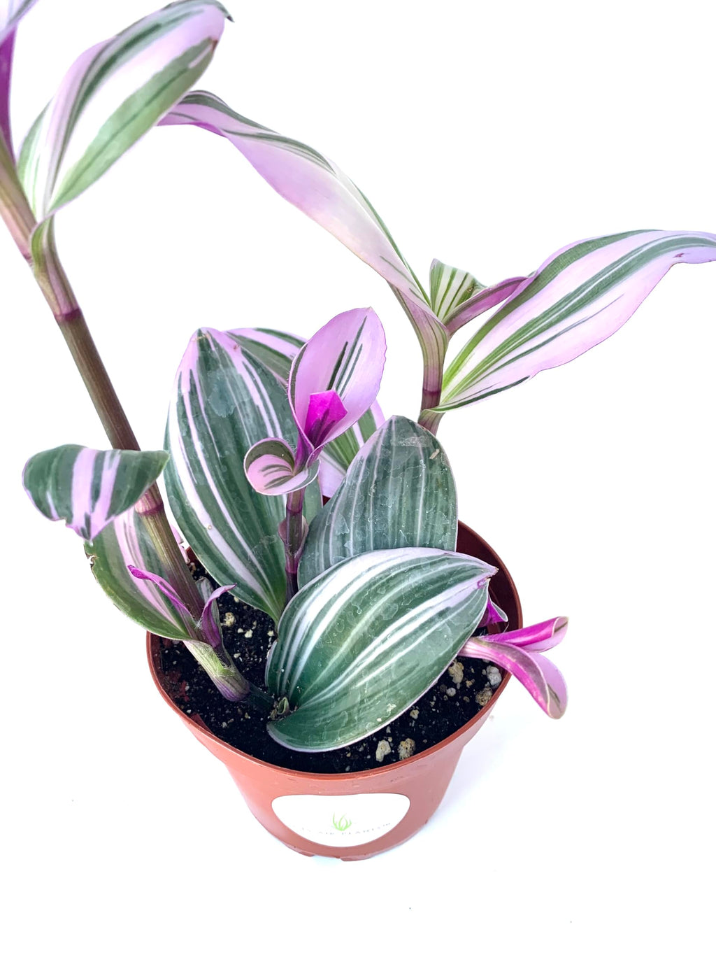 Close view of pink, white, and green striped Tradescantia Nanouk leaves in a nursery pot

