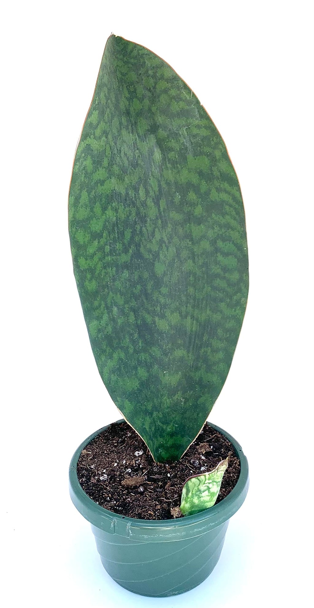 Potted snake plant with large green leaves on a white background