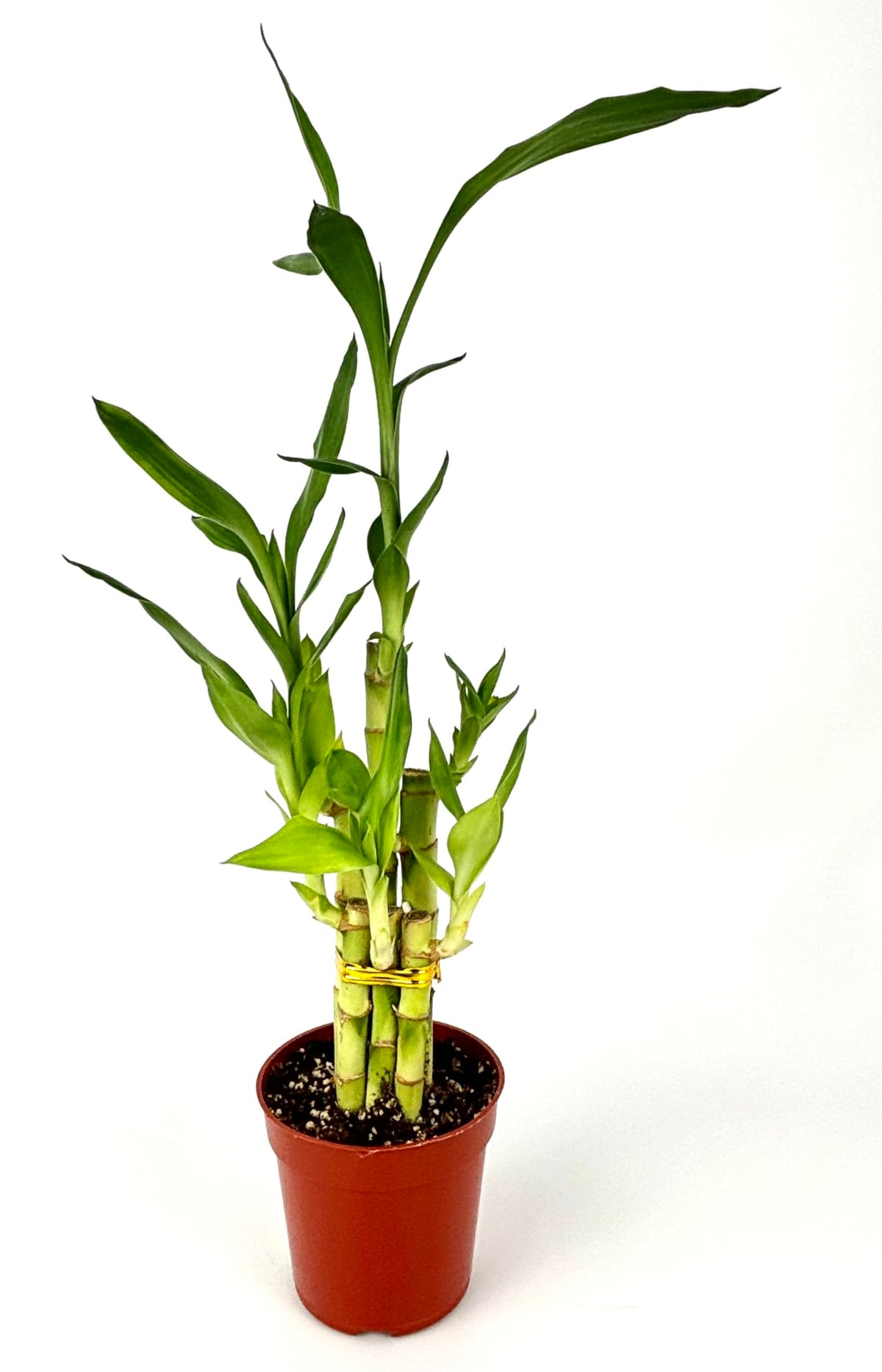 Lucky Bamboo 6 Stalks Good Luck and Wealth Houseplant Home and Office Decor, 4" Pot