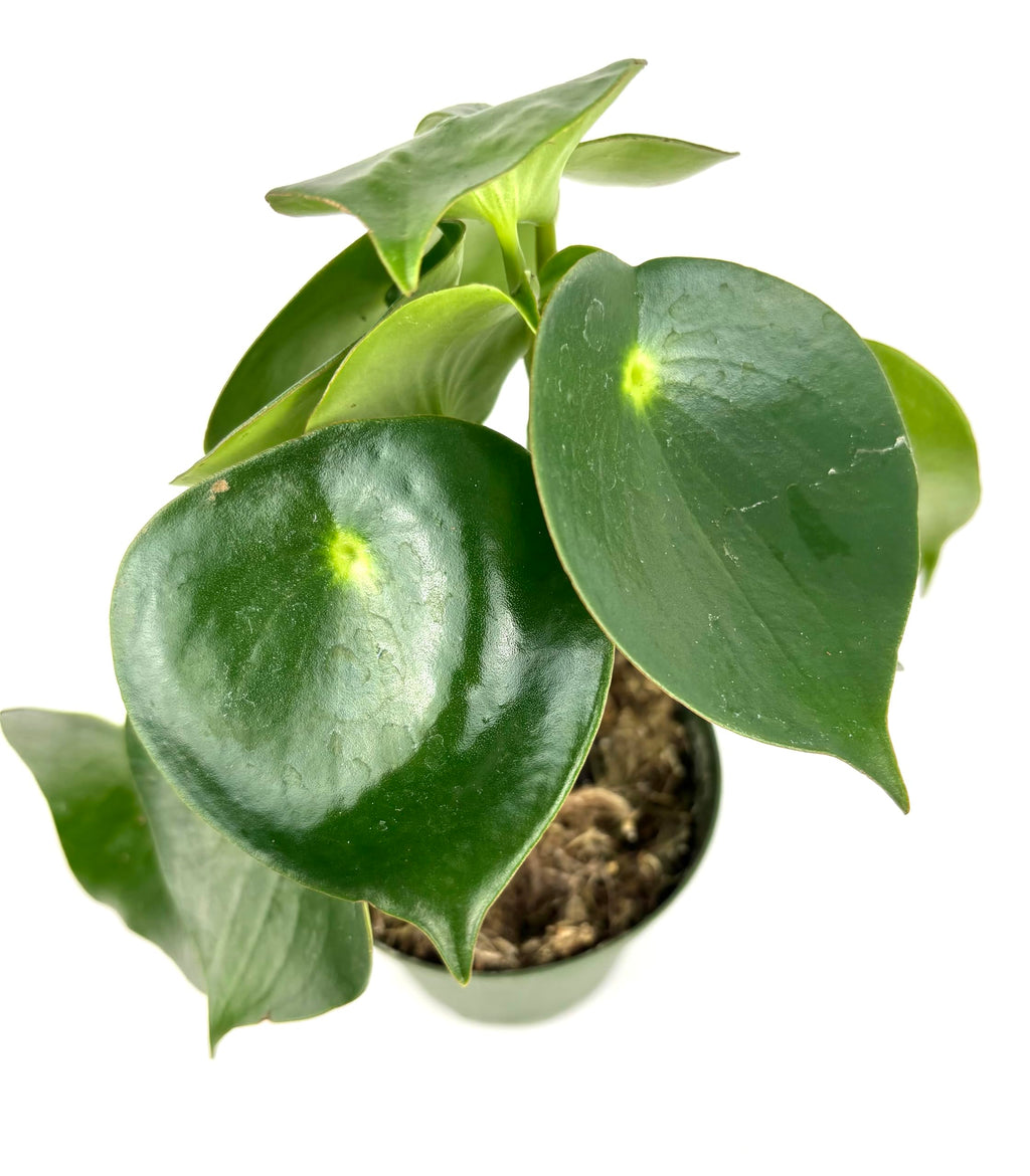 Potted owl eye plant with large green leaves on a white background