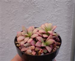CTS AIR PLANTS Anacampseros Sunrise Succulents Small Cluster Anacampseros Telephiastrum Variegata
