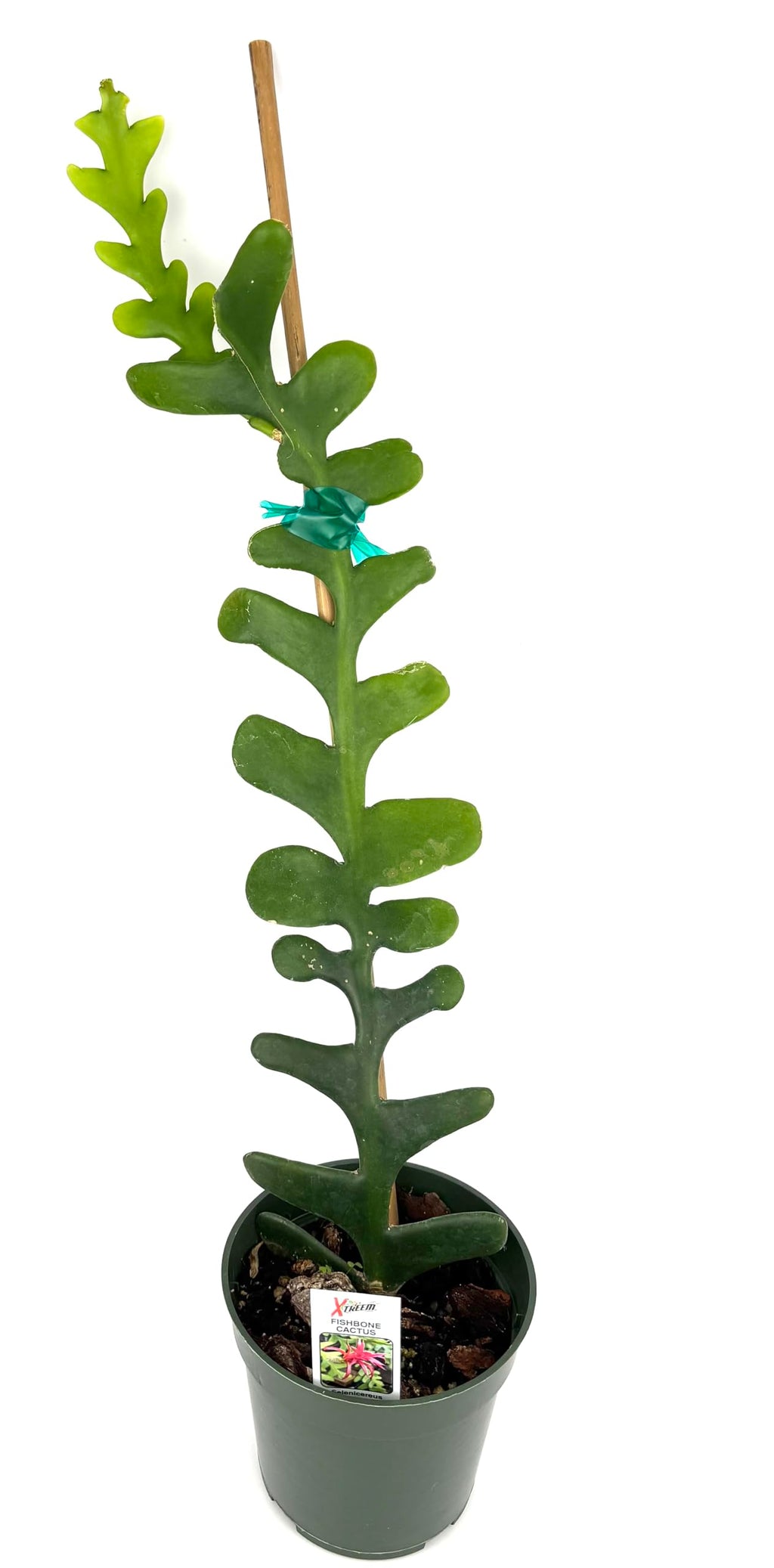 Potted fishbone cactus with a bamboo stake on a white background