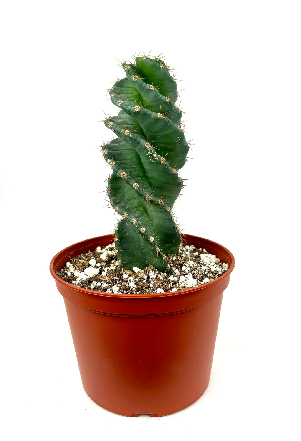 Spiral Cactus Cereus Forbesii Spiralis Large 8-12"+, 6" Pot