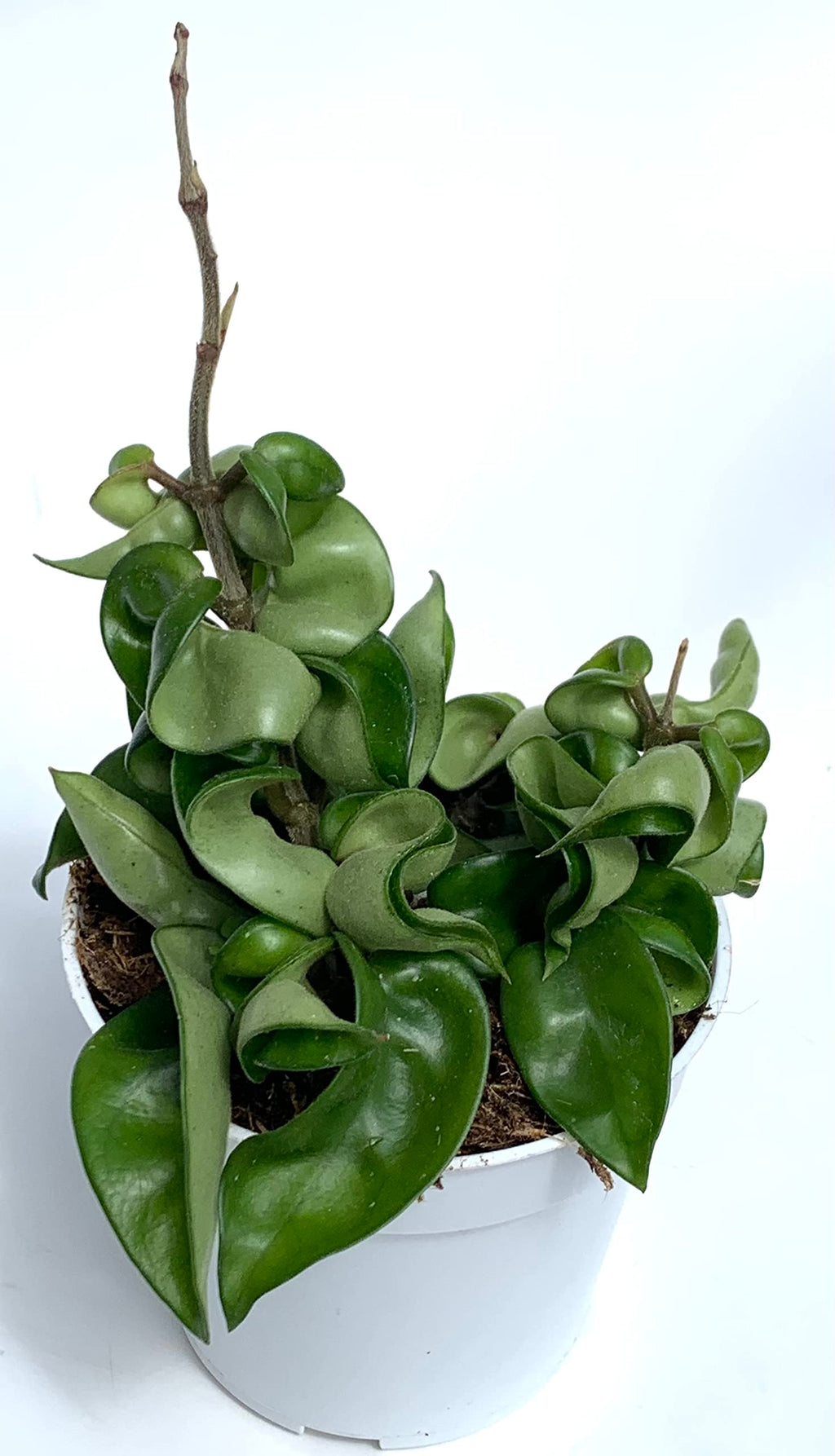 Hoya Hindu Rope house plant with tightly curled green leaves in a nursery pot on white.