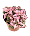 Potted rose splash hypoestes plant with pink and green leaves on a white background