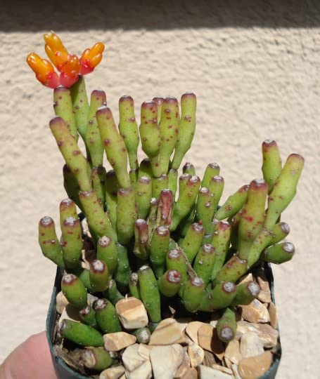 Green dancing bones cactus plant with orange flowers in a pot on a textured surface