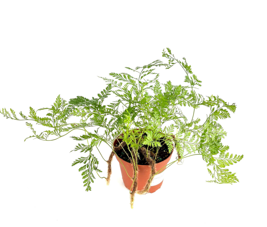 Potted fern plant on a white background
