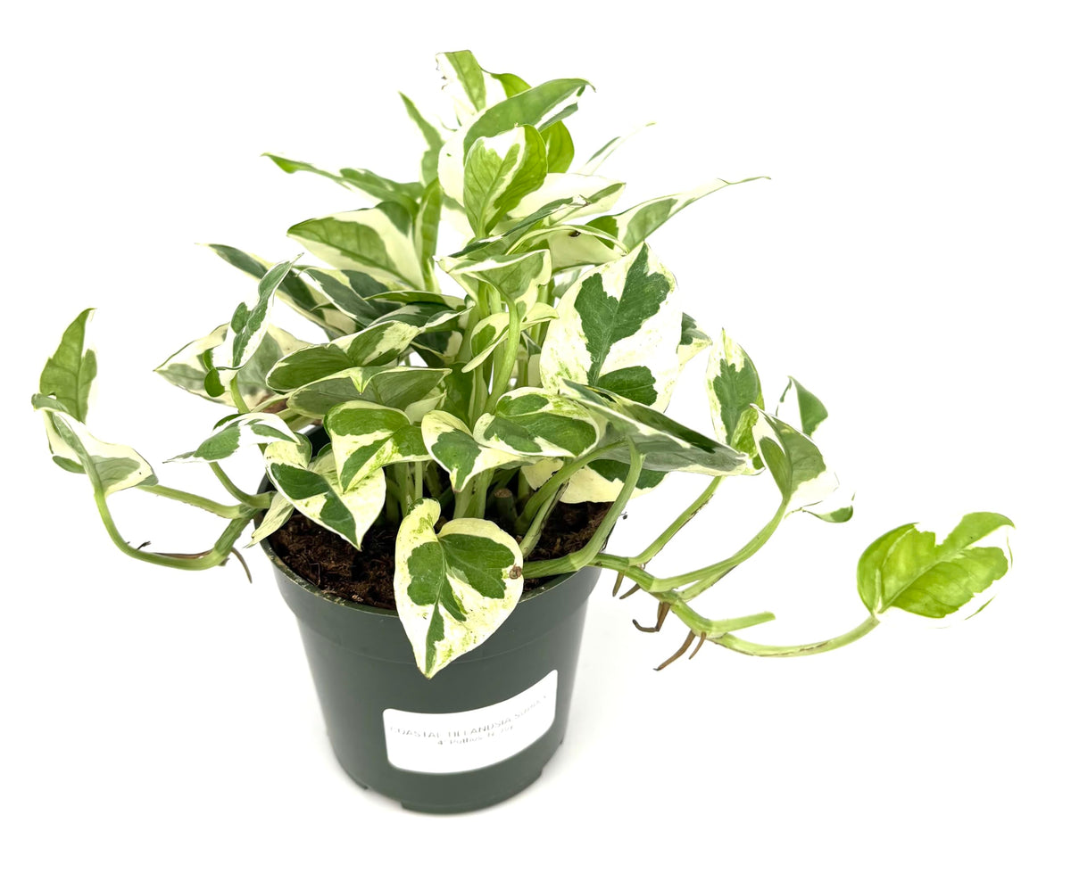Potted pothos n'joy plant with green and white leaves on a white background