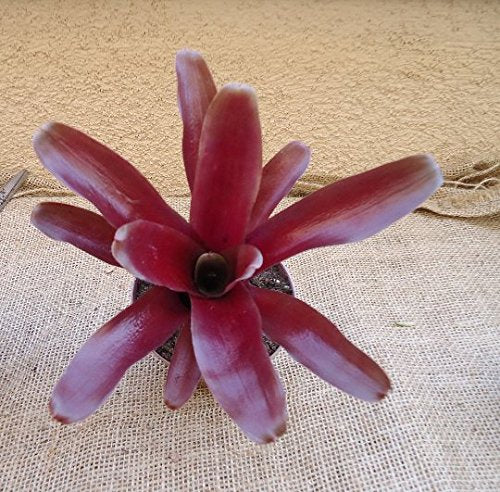 Neoregelia Fireball House Plant, 4" Pot