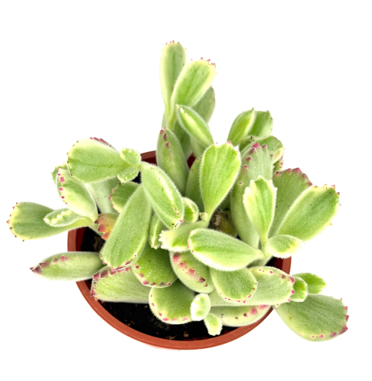 Variegated Cubs Paw Cluster Cotyledon Ladismithiensis Variegata, Live Succulent Plant, 4" Pot, Green Yellow Pink
