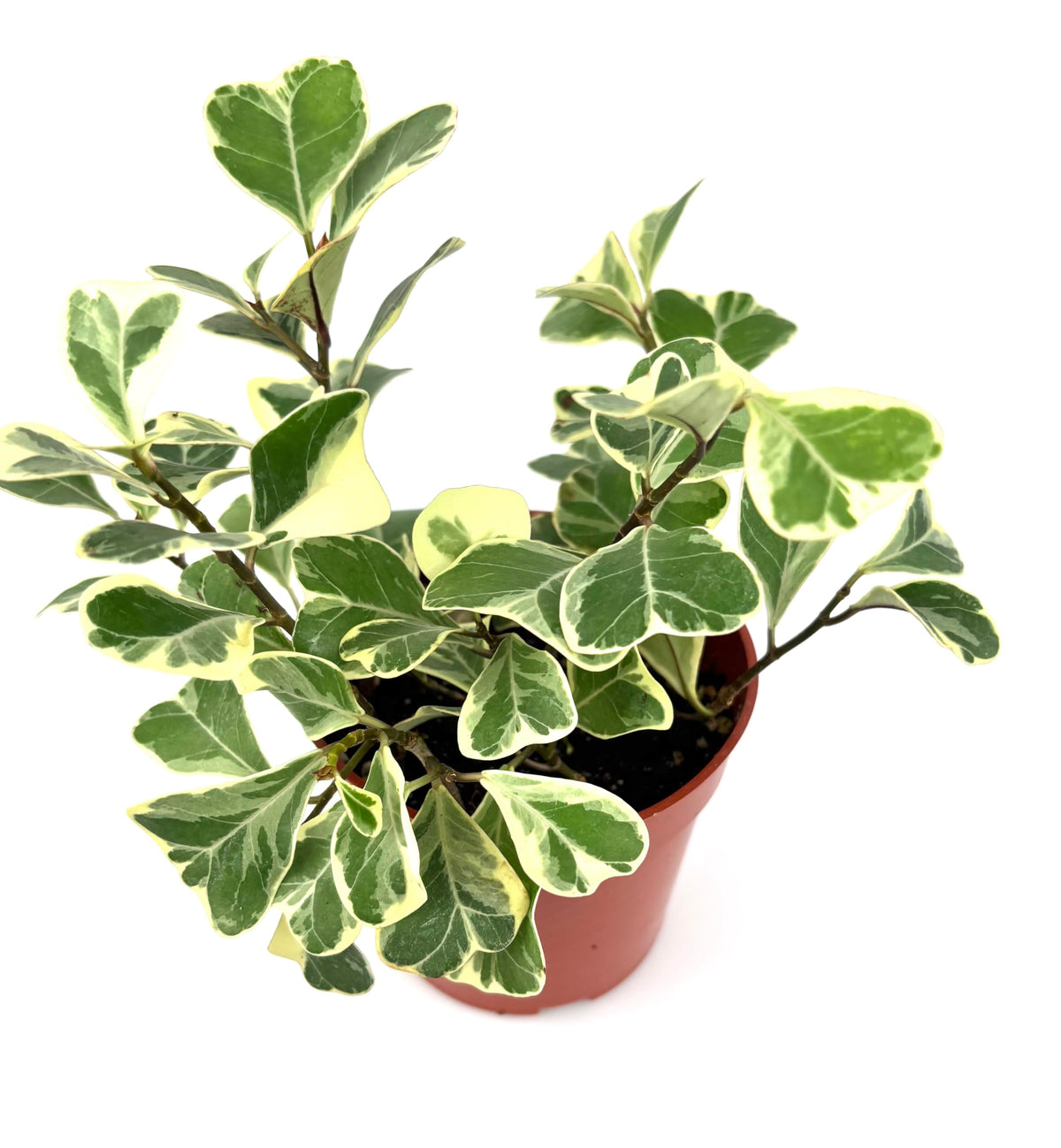 Potted plant with green and yellow leaves on a white background