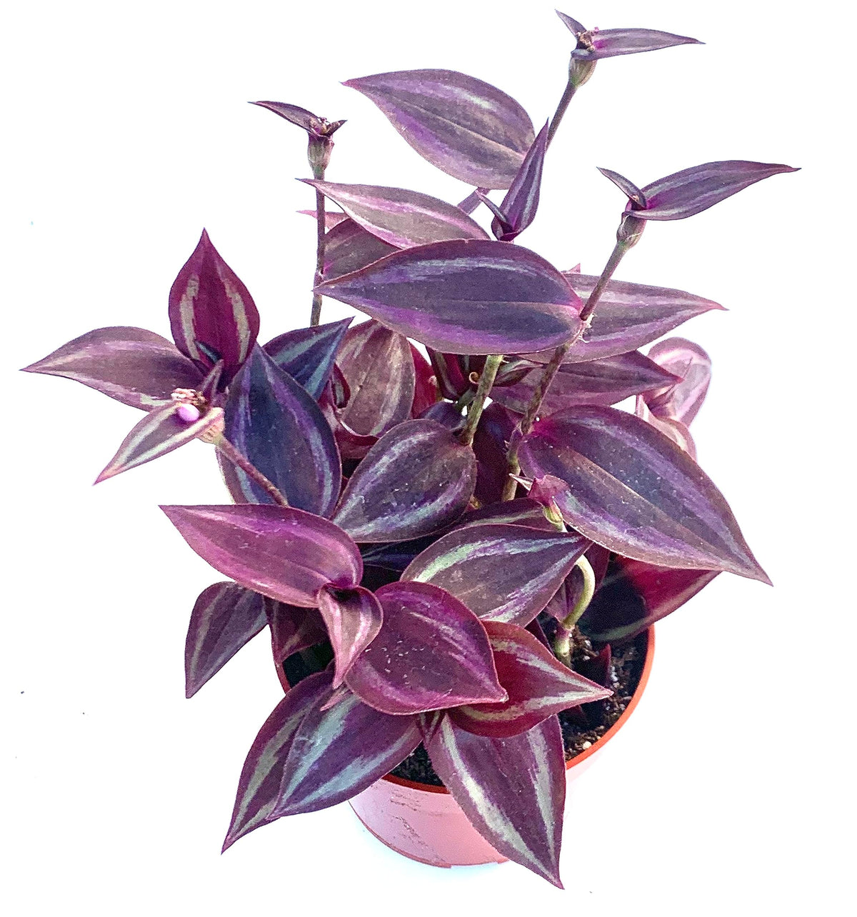 Potted tradescantia red gem plant with purple leaves on a white background