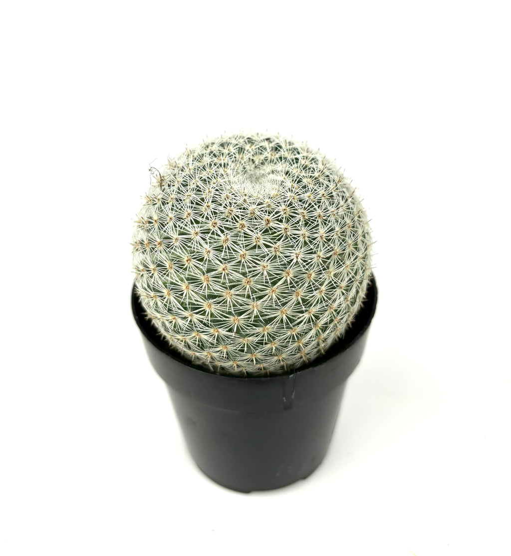 Mammillaria Elegans Cactus, Low Maintenance, Cold Tolerant, 2.5" Pot
