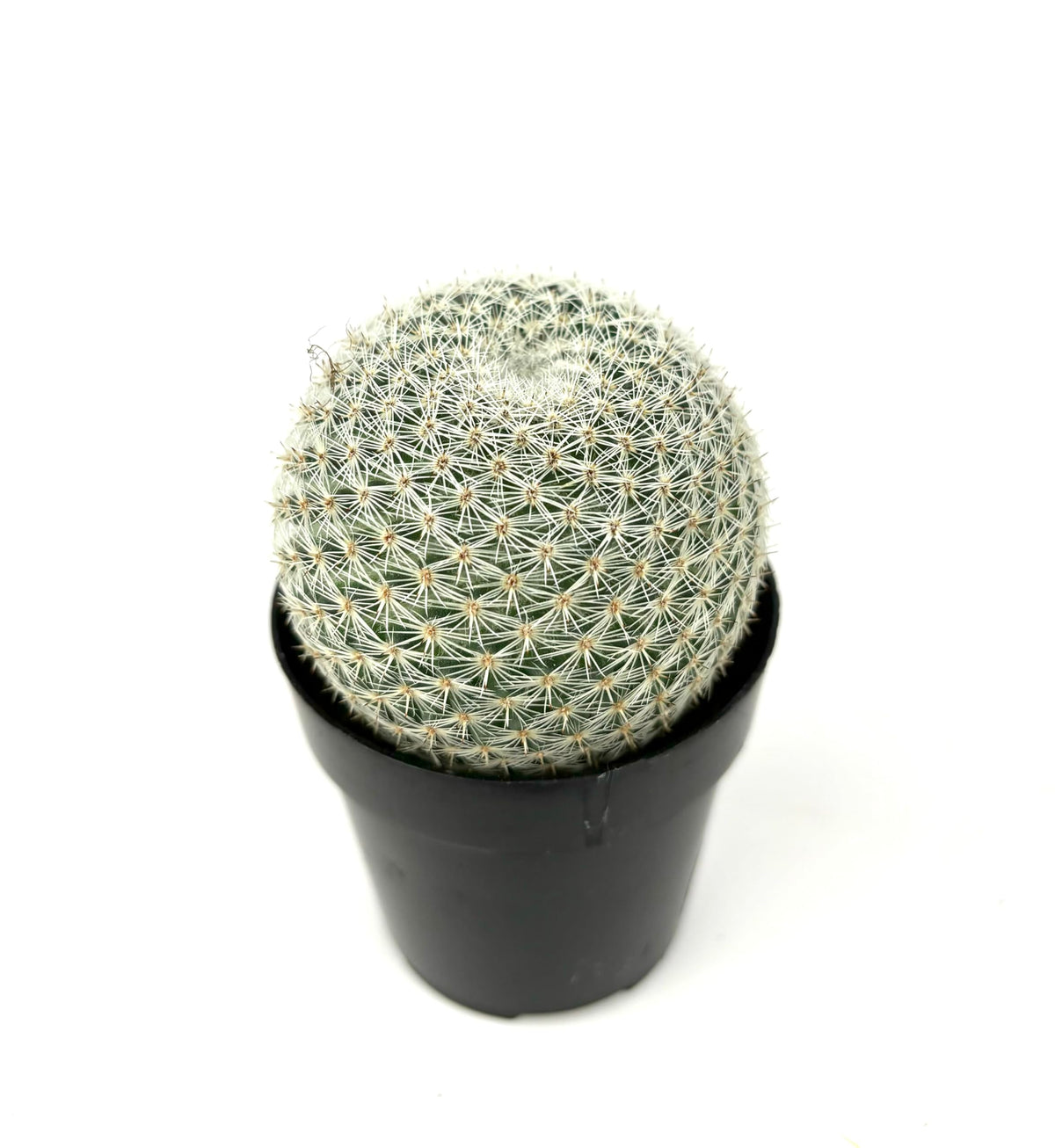 Mammillaria Elegans Cactus, Low Maintenance, Cold Tolerant, 2.5" Pot
