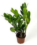 Potted ZZ plant with green leaves on a white background