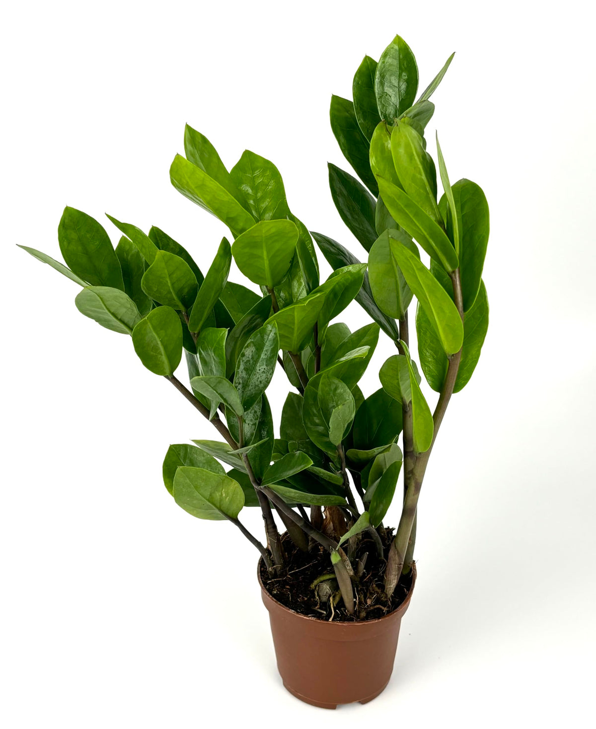Potted ZZ plant with green leaves on a white background