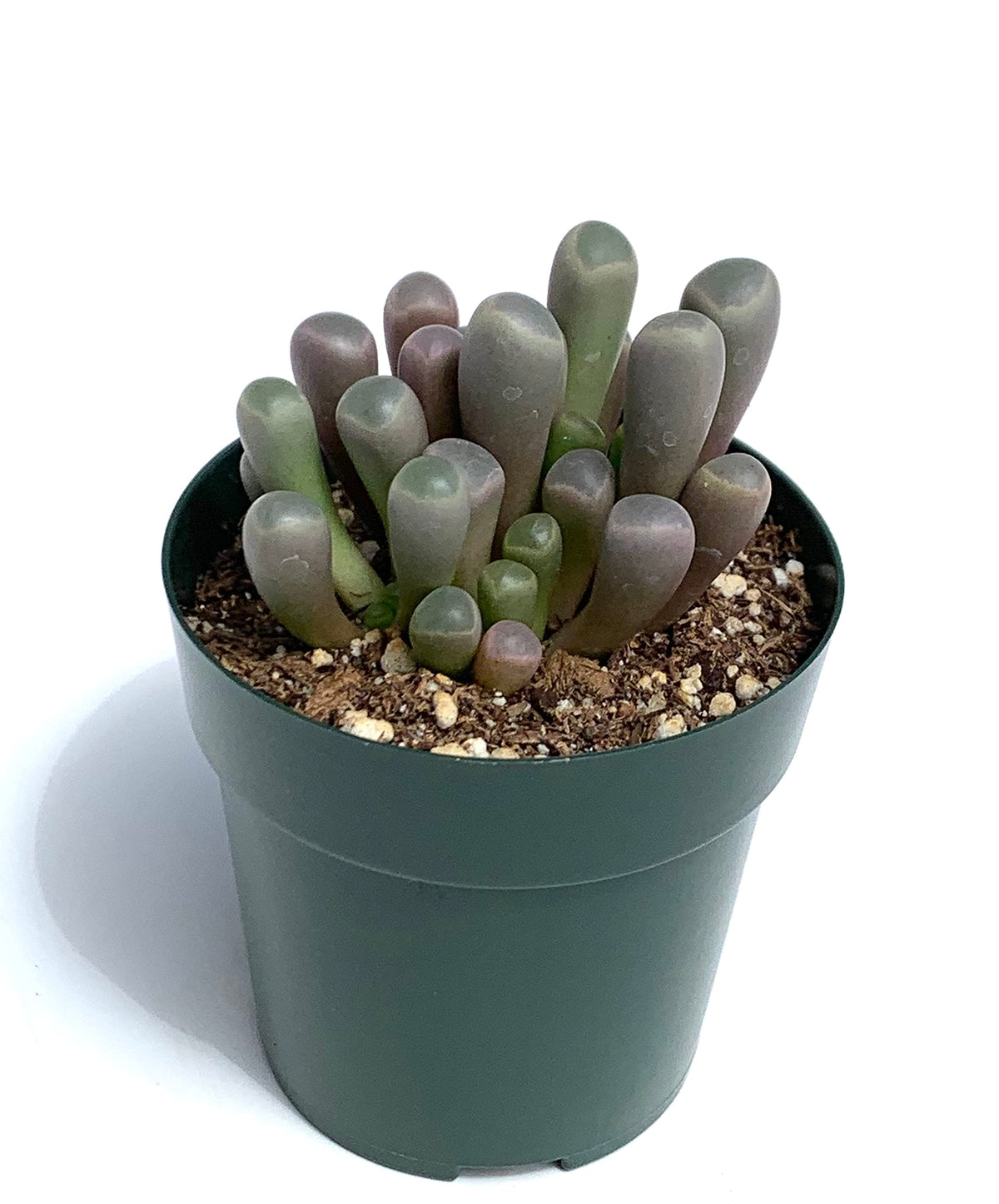 Potted baby toes succulent plant with green and purple leaves on a white background