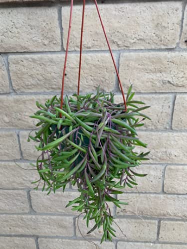 Hanging String of Pickles succulent plant against a brick wall