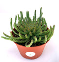Potted Medusa Head Euphorbia green succulent plant on a white background