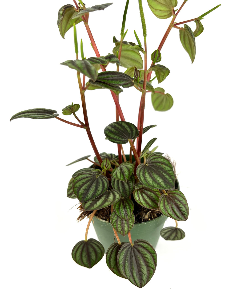 Peperomia Piccolo Banda Live Potted House Plant, 4" Pot, Green Purple Red, Indoor Use