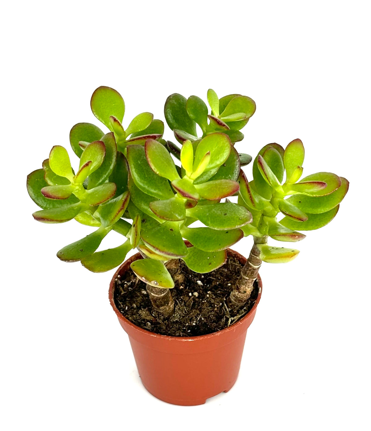Jade plant succulent with thick green oval leaves and branching stems in a terracotta nursery pot
