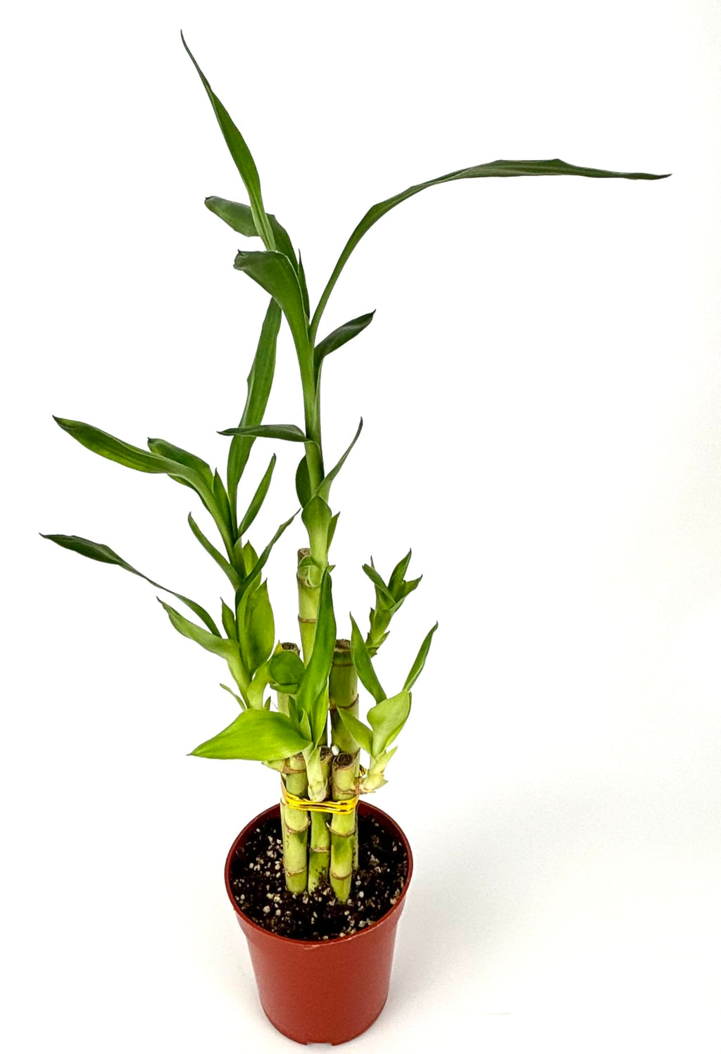 Lucky Bamboo 6 Stalks Good Luck and Wealth Houseplant Home and Office Decor, 4" Pot