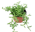 Potted String of Bananas plant with trailing leaves on a white background